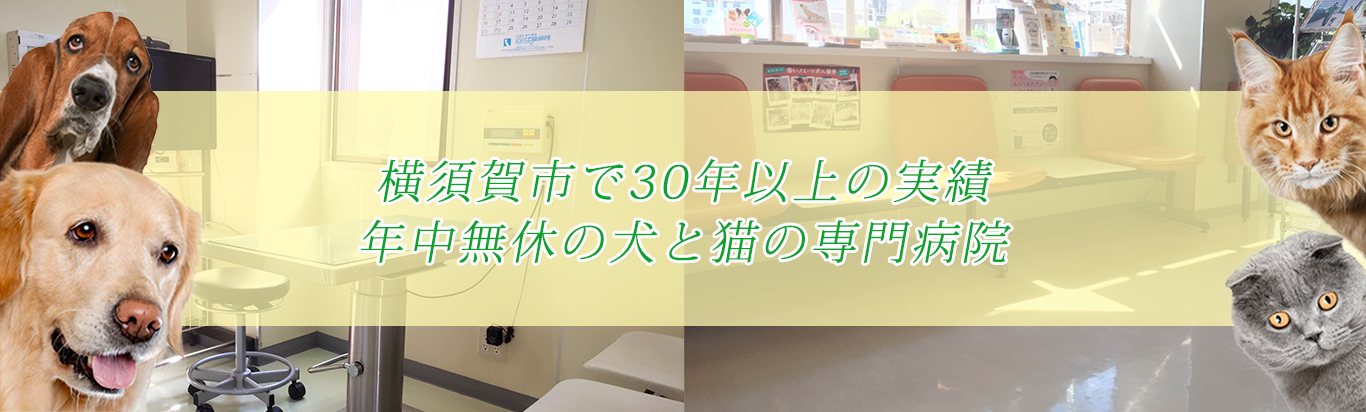横須賀市で30年の実績年中無休の犬と猫の専門病院